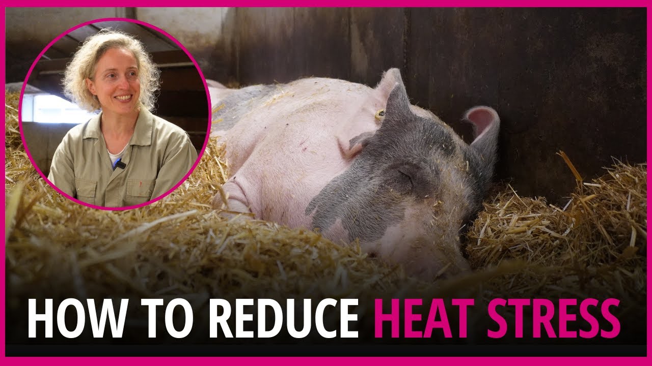 How to treat heat stress in pigs and what systems are there?
