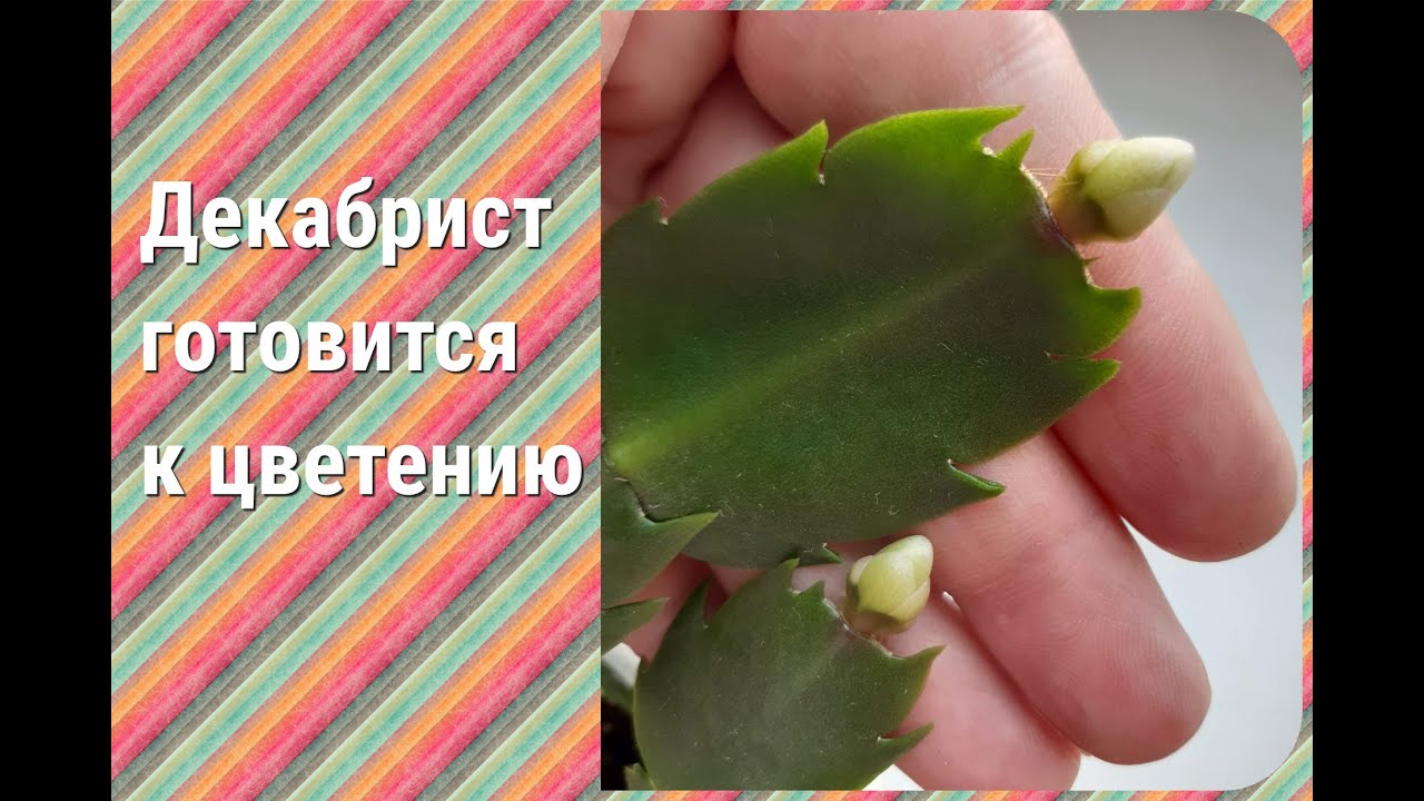 У декабристов появились бутоны))