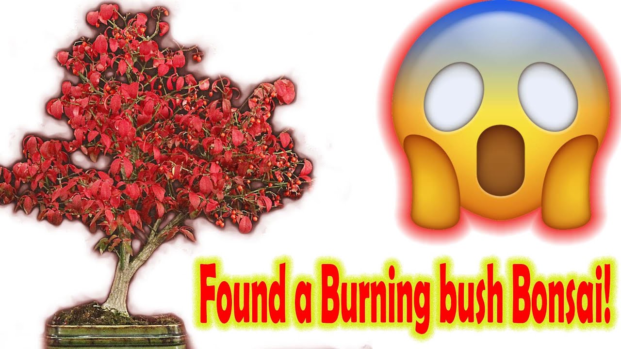 Looking for bonsai at Local Nursery, Found a beautiful burning bush bonsai