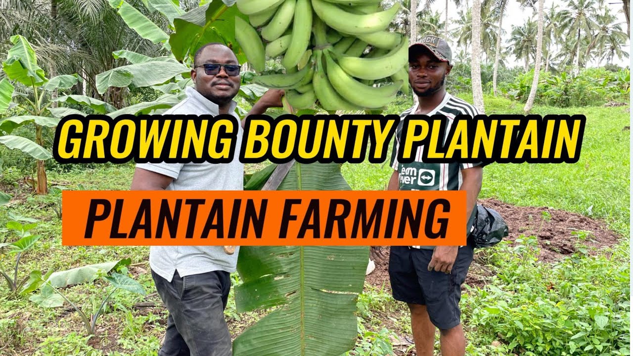Growing a Bounty of Plantains: Farming Tips and Tricks