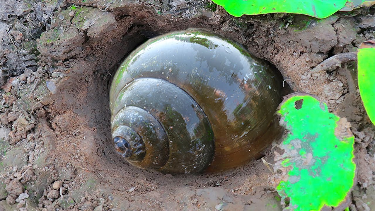 I Found a lot of Giant Snail  Under Mud | Incredible Mud