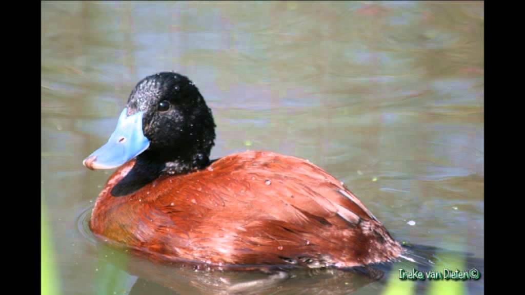 Aviornis: Jubileumfeest 2014