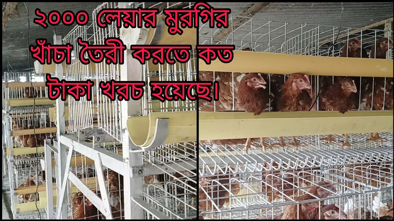 ২০০০ লেয়ার মুরগির খাঁচা তৈরী করতে কত টাকা গেলো? লেয়ার মুরগির খাচা তৈরী করলাম।