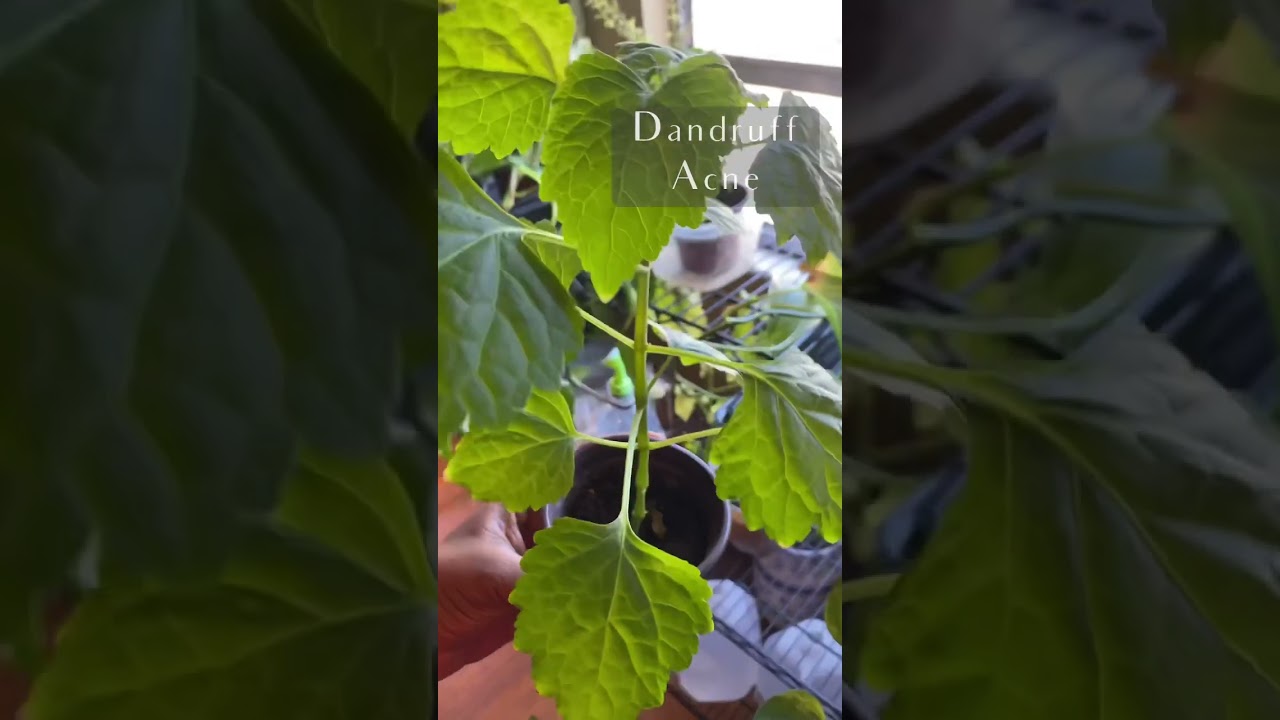 Patchouli benefits!#gardening #aerogarden #indoorplants #herbgarden