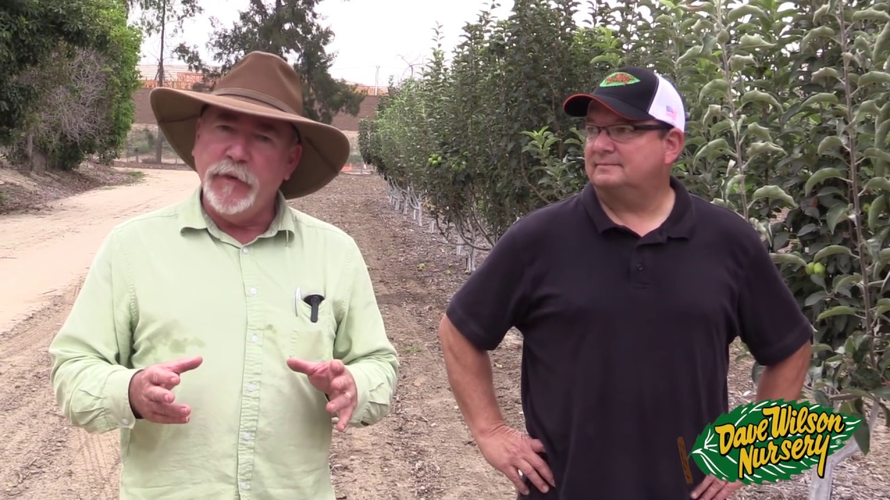 High-Chill Apples in Low-Chill Orange County