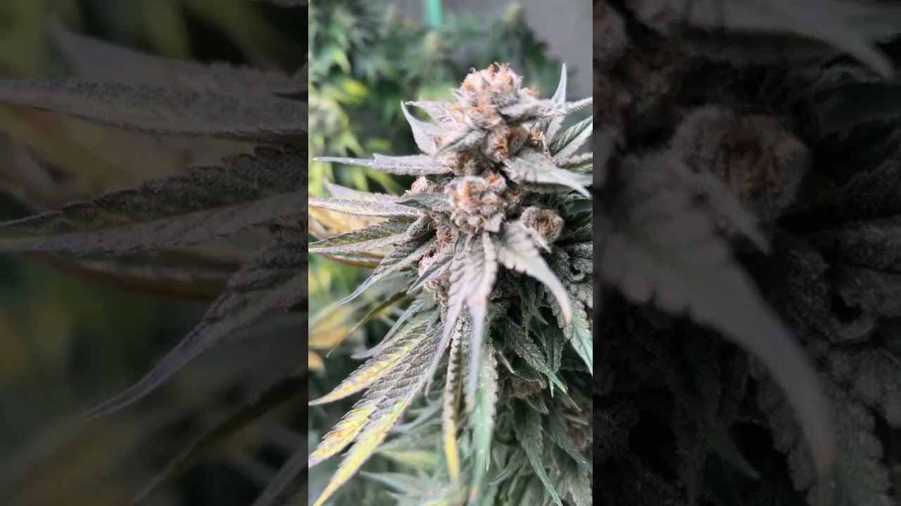 Critical Purple Kush and Fuel DOG seedsman 🔥💨🤤