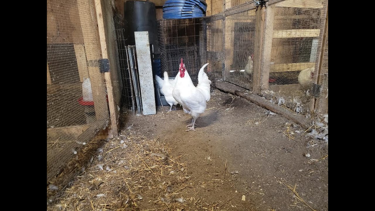 American Bresse - Importance of Breeding Vigor
