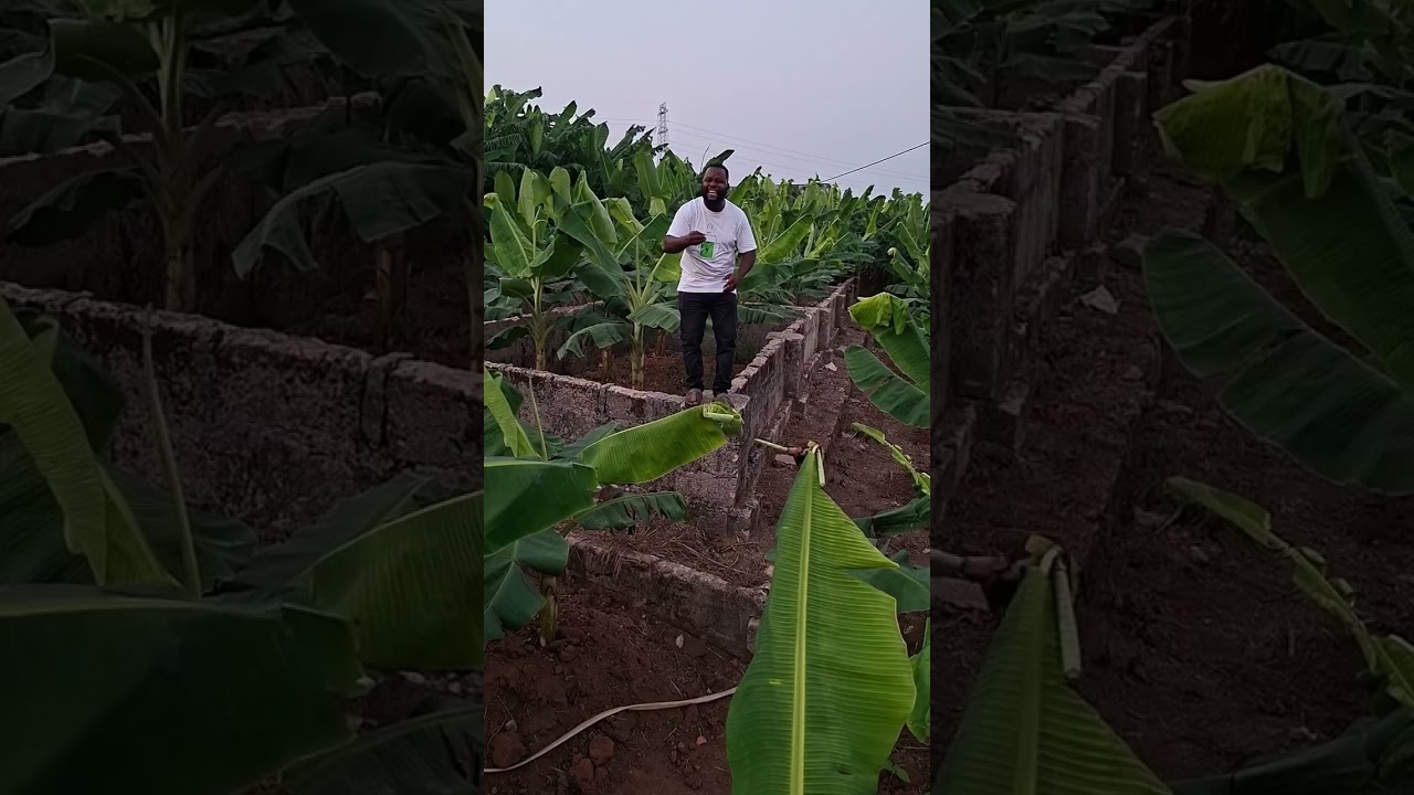 Farming losses is real. 