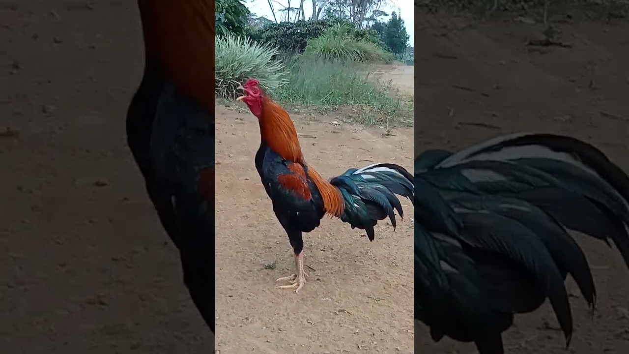 KOKOK AYAM JAGO KAMPUNG, SUPER #shorts