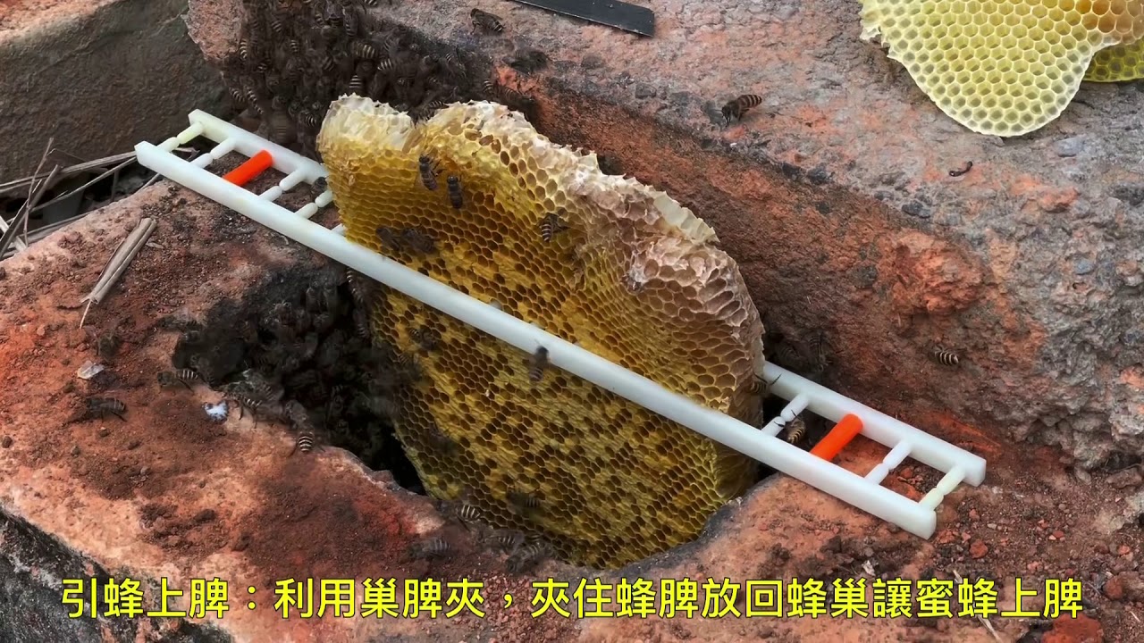 城市養野蜂 百歲磚柱野蜂的收蜂過程