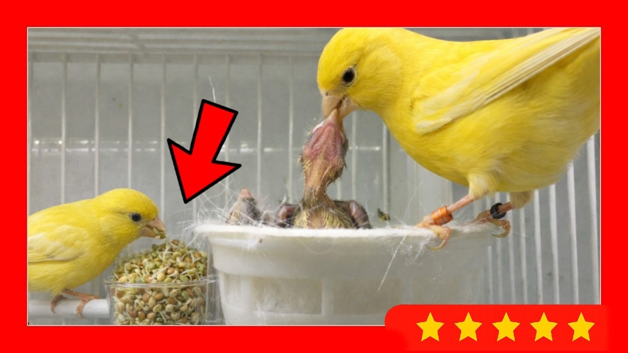 Вот почему 😱 вы должны кормить своих птиц ЧЕЧЕВИЦЕЙ 🐦 ЧЕЧЕВИЦА ДЛЯ КАНАРЕЙ И ЭКЗОТИЧЕСКИХ ПТИЦ