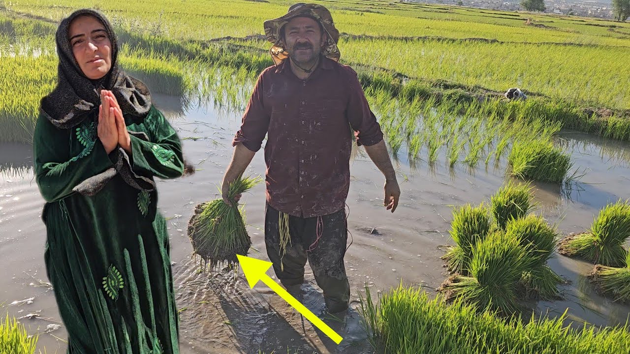 Ahmad works in the rice field; will the stone structure finally become more complete?