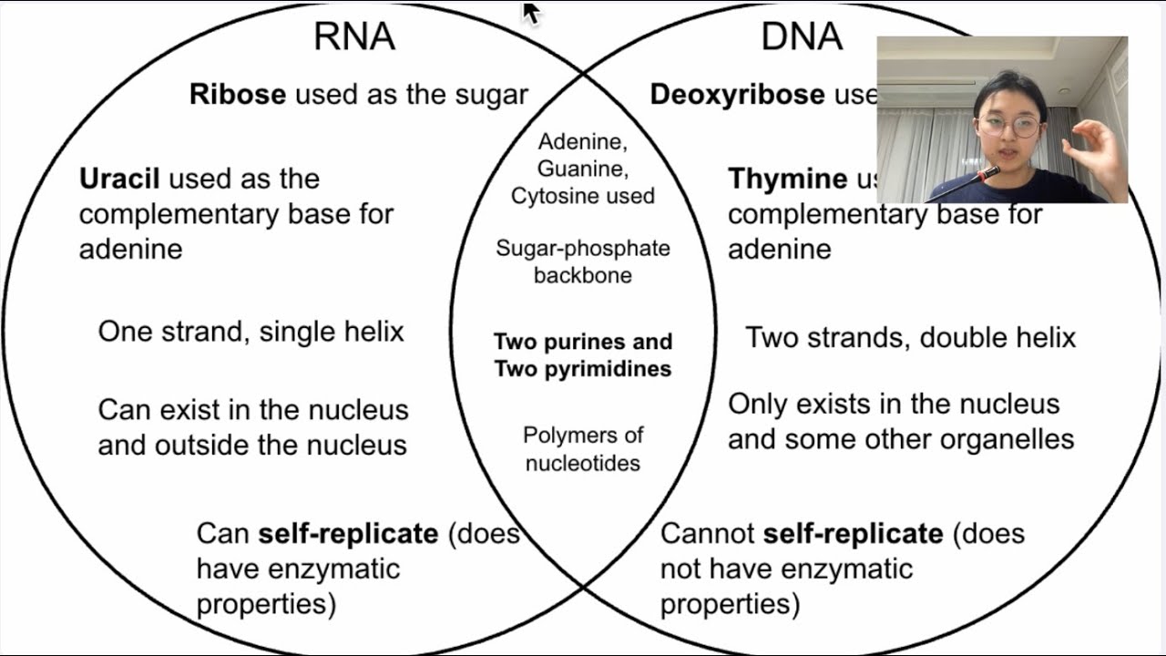 British Biology Olympiad Prep: Nucleic acid - Part 1