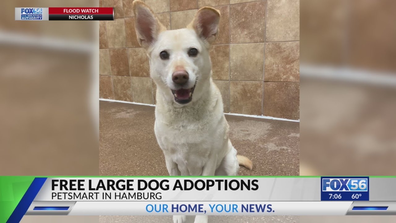Free large dog adoptions at Hamburg Petsmart in Lexington