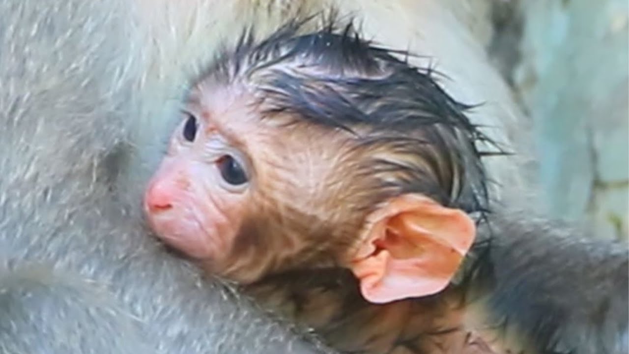 after Relax Sit Give Milk on Sun then Bring Her New Born Up on Snay Tree Dec26,2025/Vs.6k014. Ambers