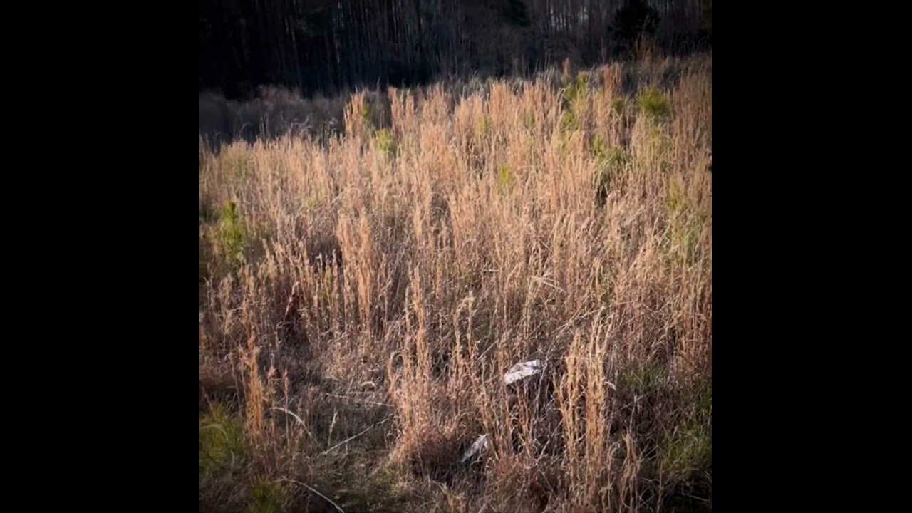 My Nature Observation