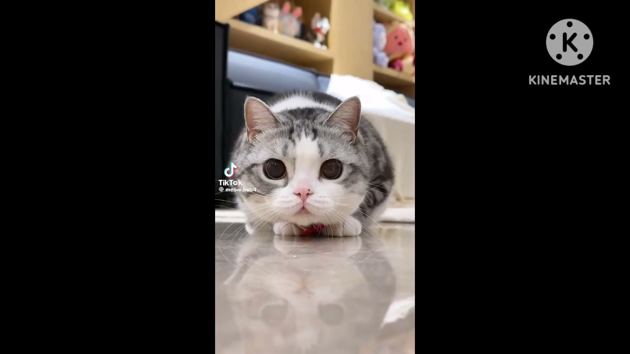 Gatitos...