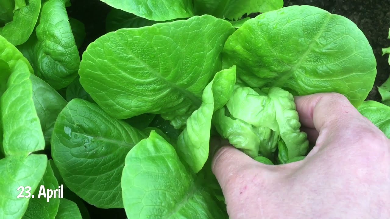 April: My favorite lettuce. Little Gem.