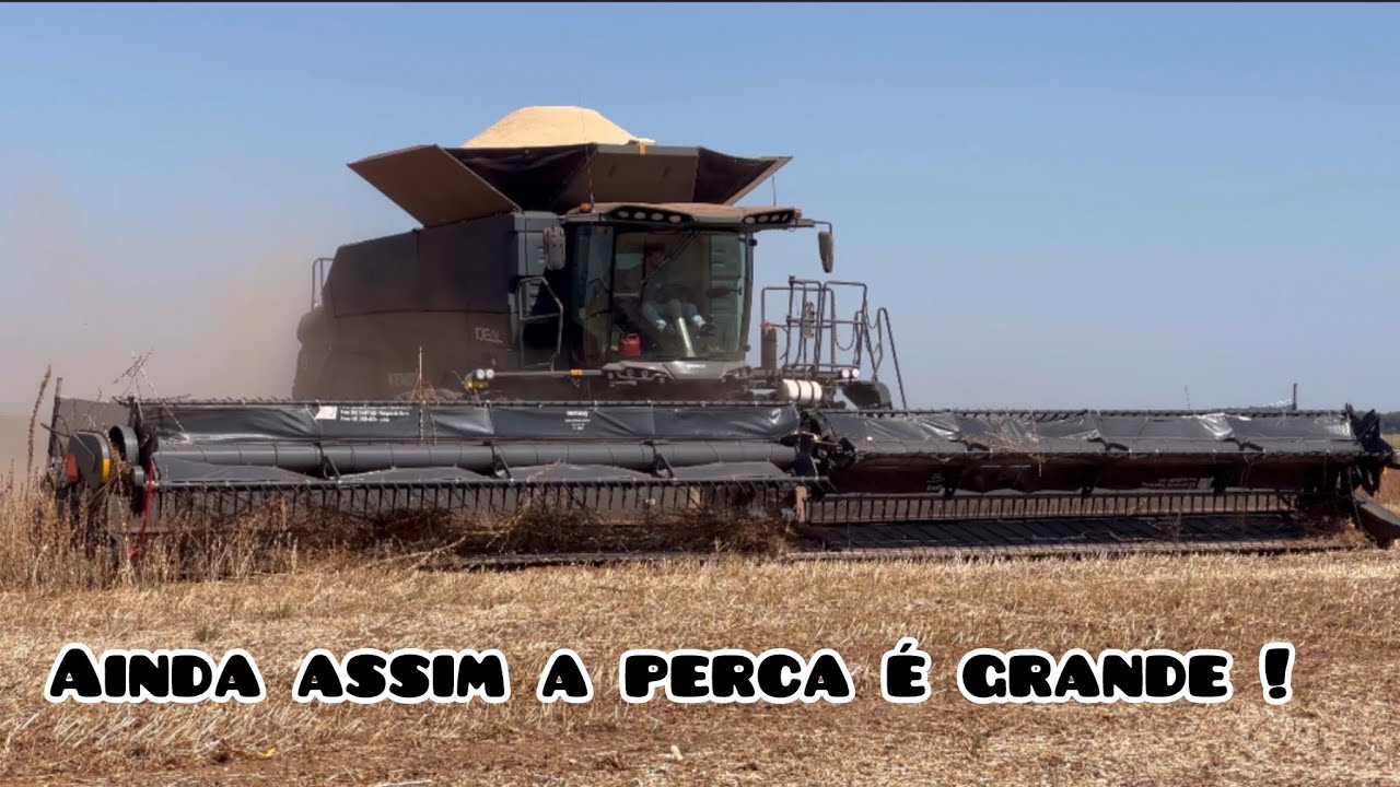Ep 322 colheita milindrosa de Gergilim , o trem n é brincadeira tenque ter cuidado pra colher isso !