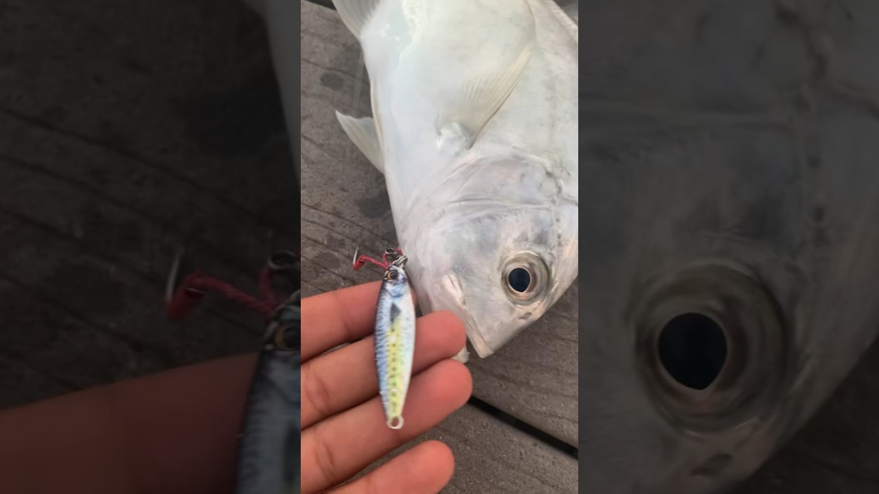 Sunrise micro jig gt |🙌🏾😮&zwj;💨💤| #shortsfeed #fishing #ultralight #microjig #microjigging #hawaii