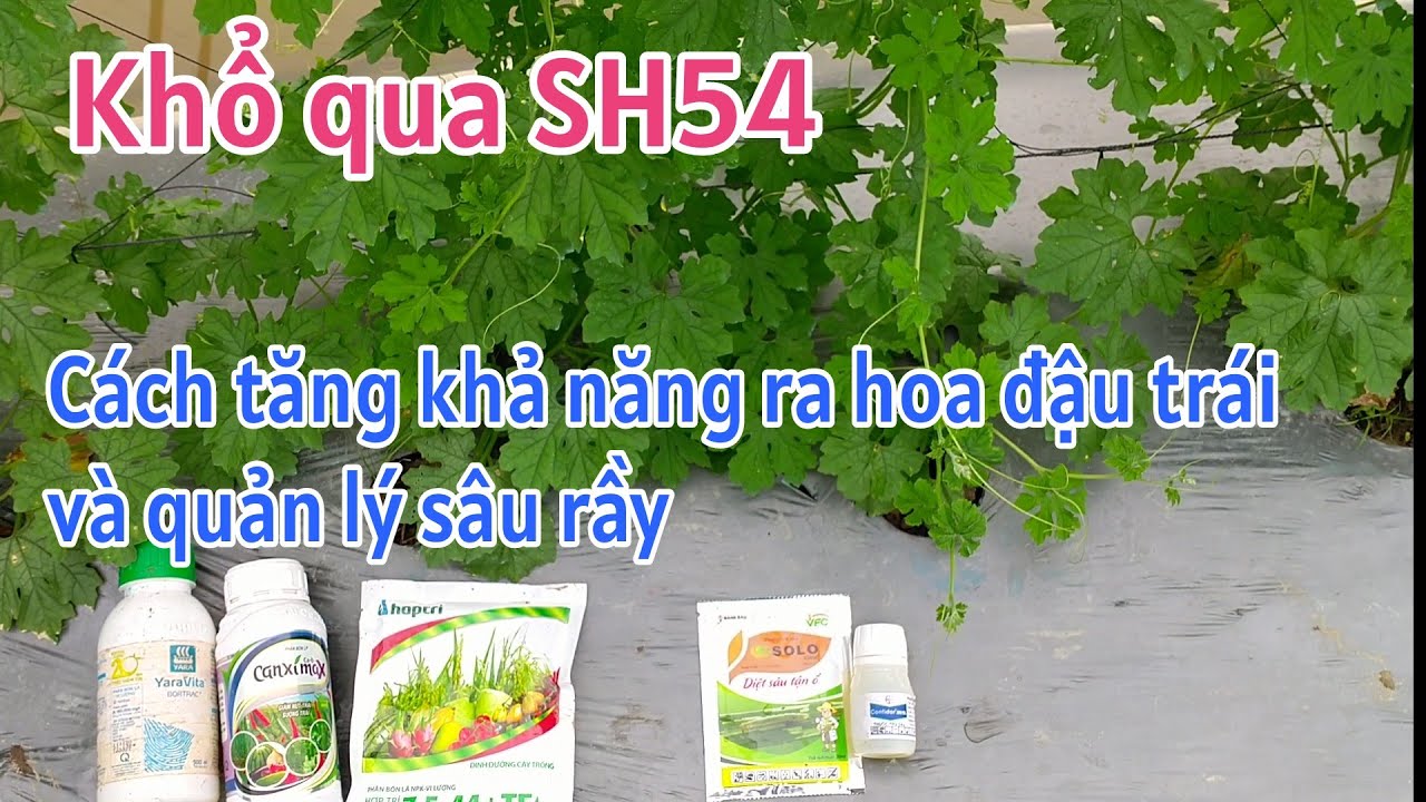 Kỹ thuật trồng khổ qua SH54: P15-Bổ sung phân bón lá giai đoạn ra hoa đậu trái
