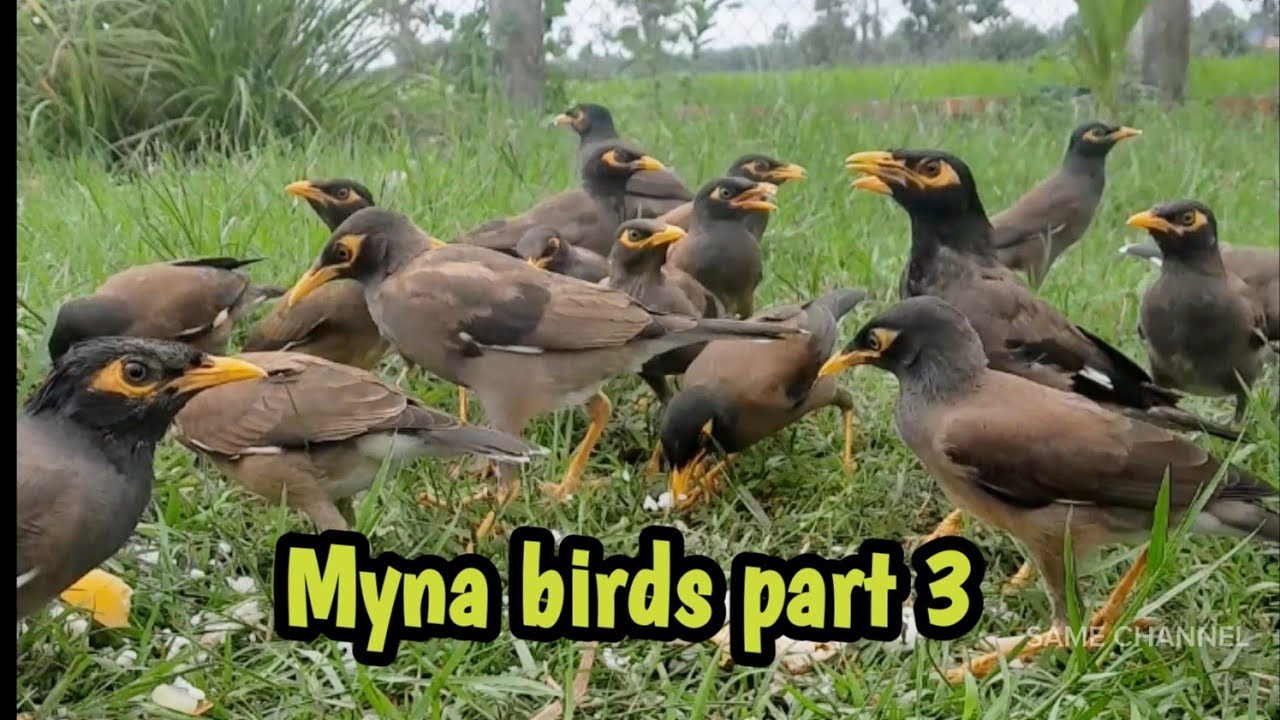 Myna birds part 3 | SAME CHANNEL