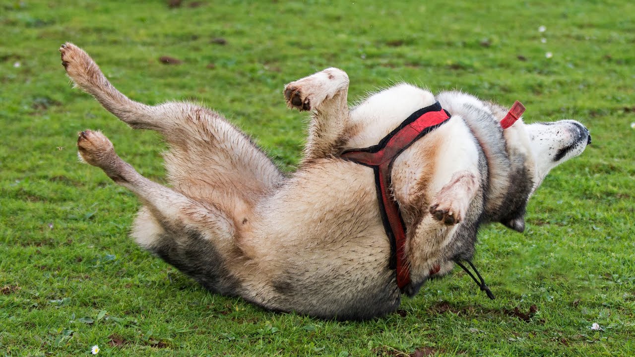 How Key Became The Stunt Dog! From the Start & Through The Years!