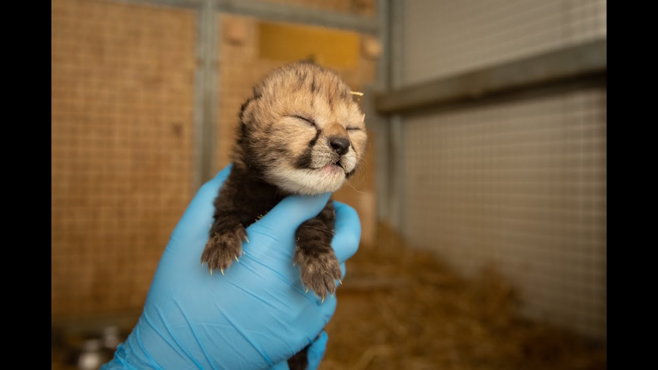 ZooBorns Top 10 Newest & Cutest Baby Animals (Vol. 1)