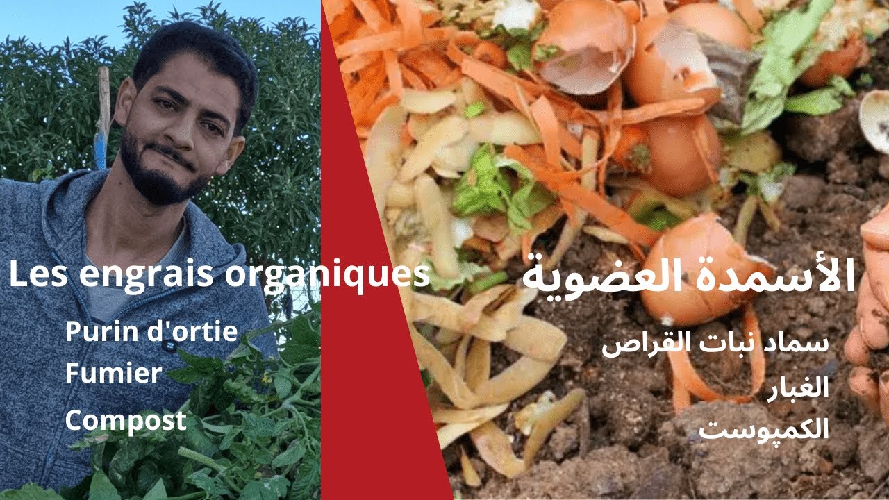 اقوى اسمدة طبيعية منزلية لنبات اصنعها بنفسك و لا داعي لشراء اسمدة كيميائيه النبات. #compost #fumier