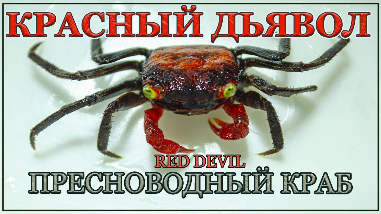 Красный Дьявол - пресноводный краб ! Содержание , уход в общем аквариуме.