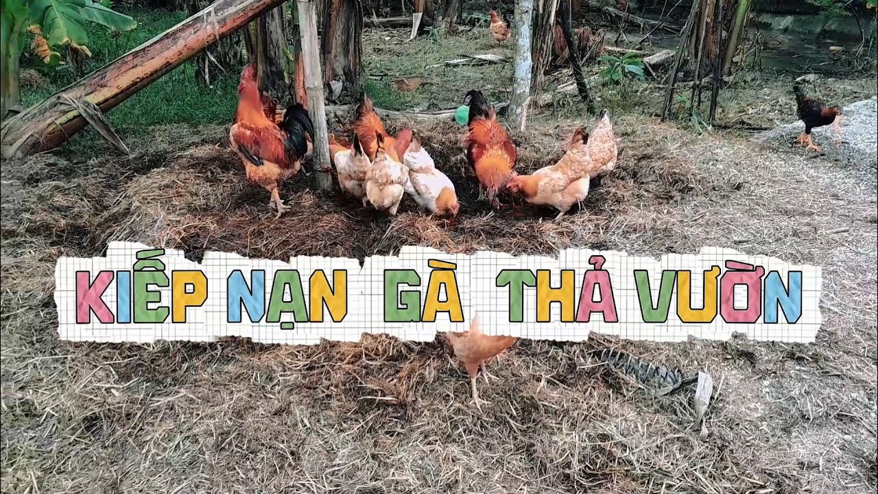 Kiếp nạn gà thả vườn nhà em #lamvuon #thiennhien #nature #garden #gardening #farmer #farming #farm 