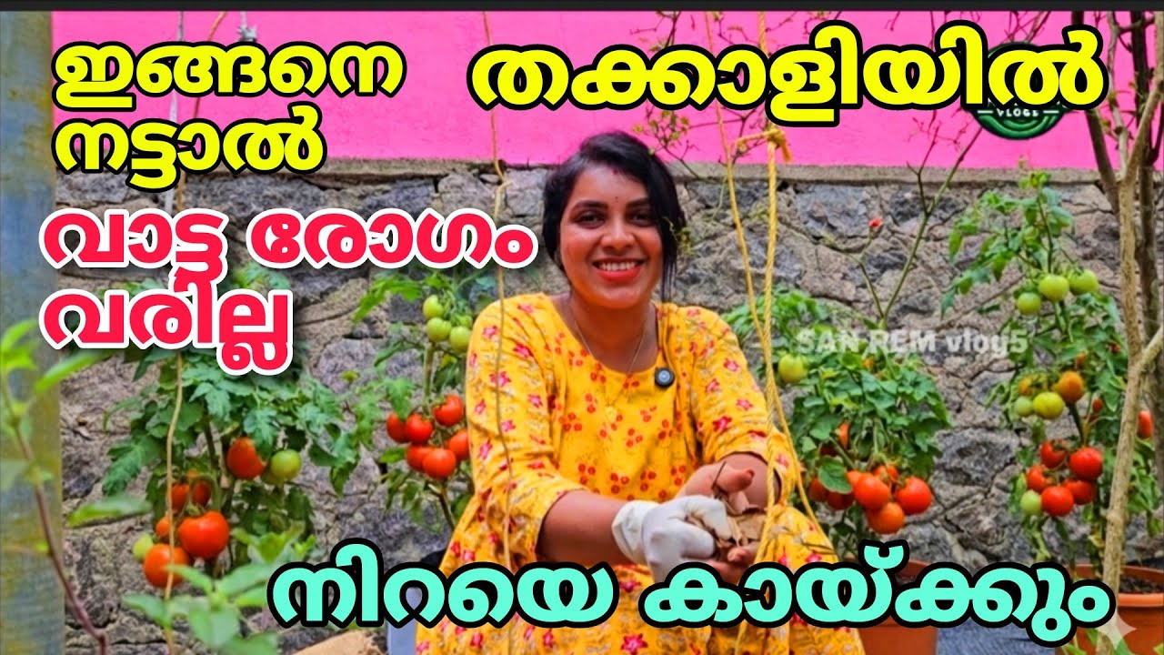 ഇങ്ങനെ നട്ടാൽ തക്കാളി ചെടിയിൽ വാട്ടരോഗം വരില്ല | നിറയെ കായ്ക്കും | Tomato cultivation tips |