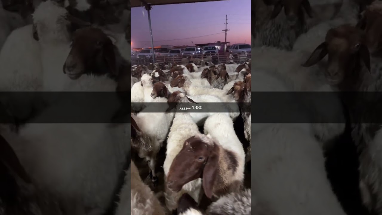 سوق الغنم اليوم حفر الباطن
