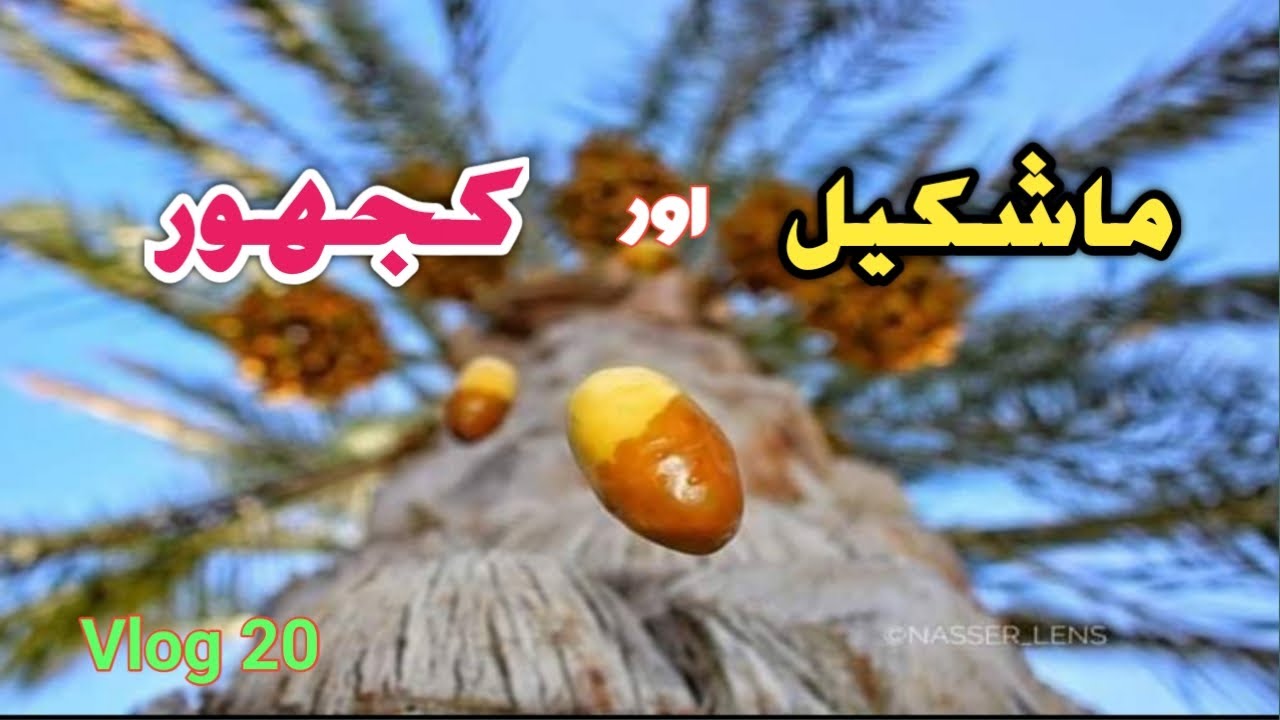 Mashkel Our khajoor 2020 Mehraaj Baloch Vlogs