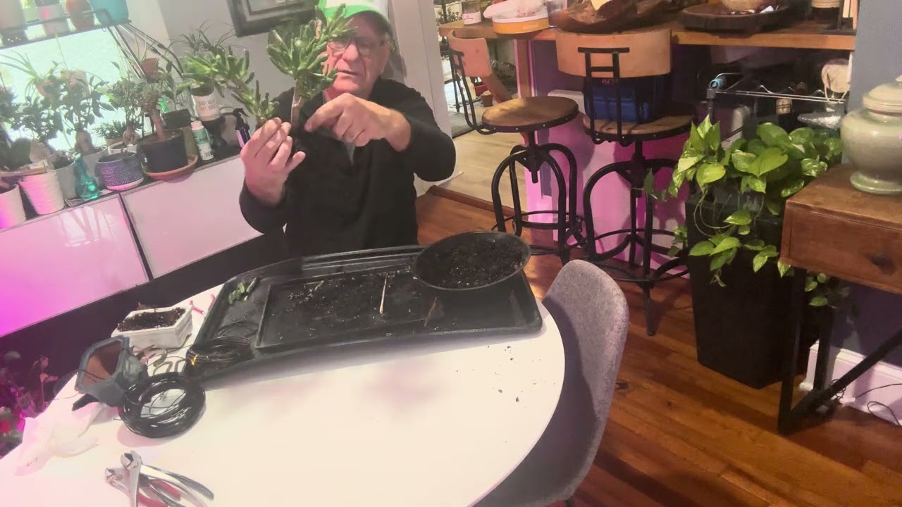 How to pot up gollum jade