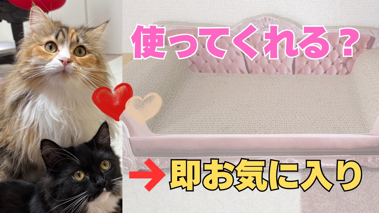 ソファ型爪とぎをプレゼント！姉妹のお気に入りになりました【サイベリアン】