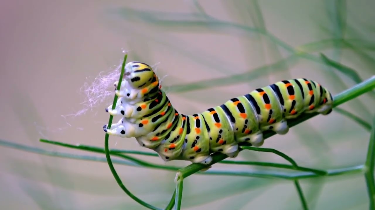 Amazing Animal Transformations Animated Film