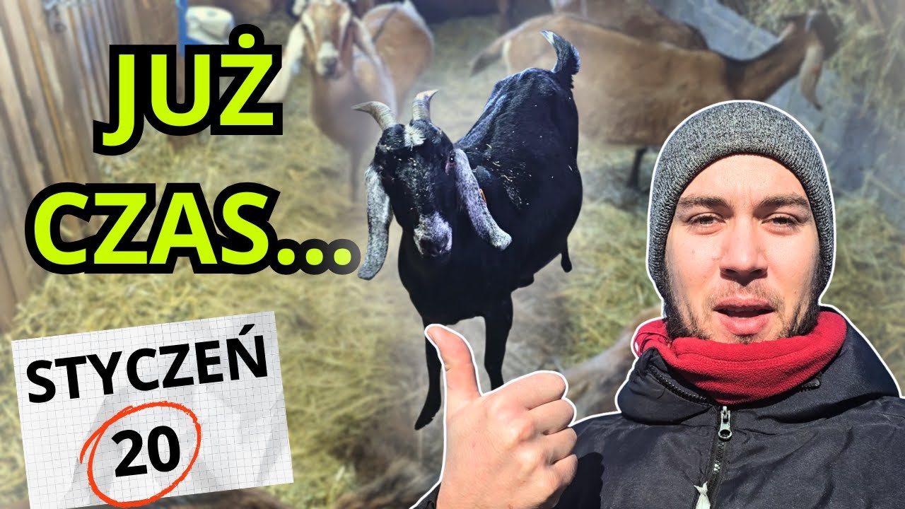 Nadszedł ten czas! Wykoty kóz w hodowli
