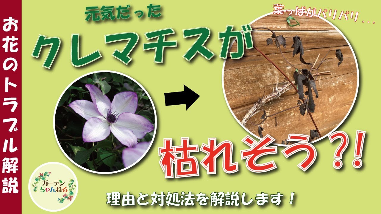 【クレマチスのトラブル】葉っぱがまっ茶色になってしまう理由＆対処法を解説します！