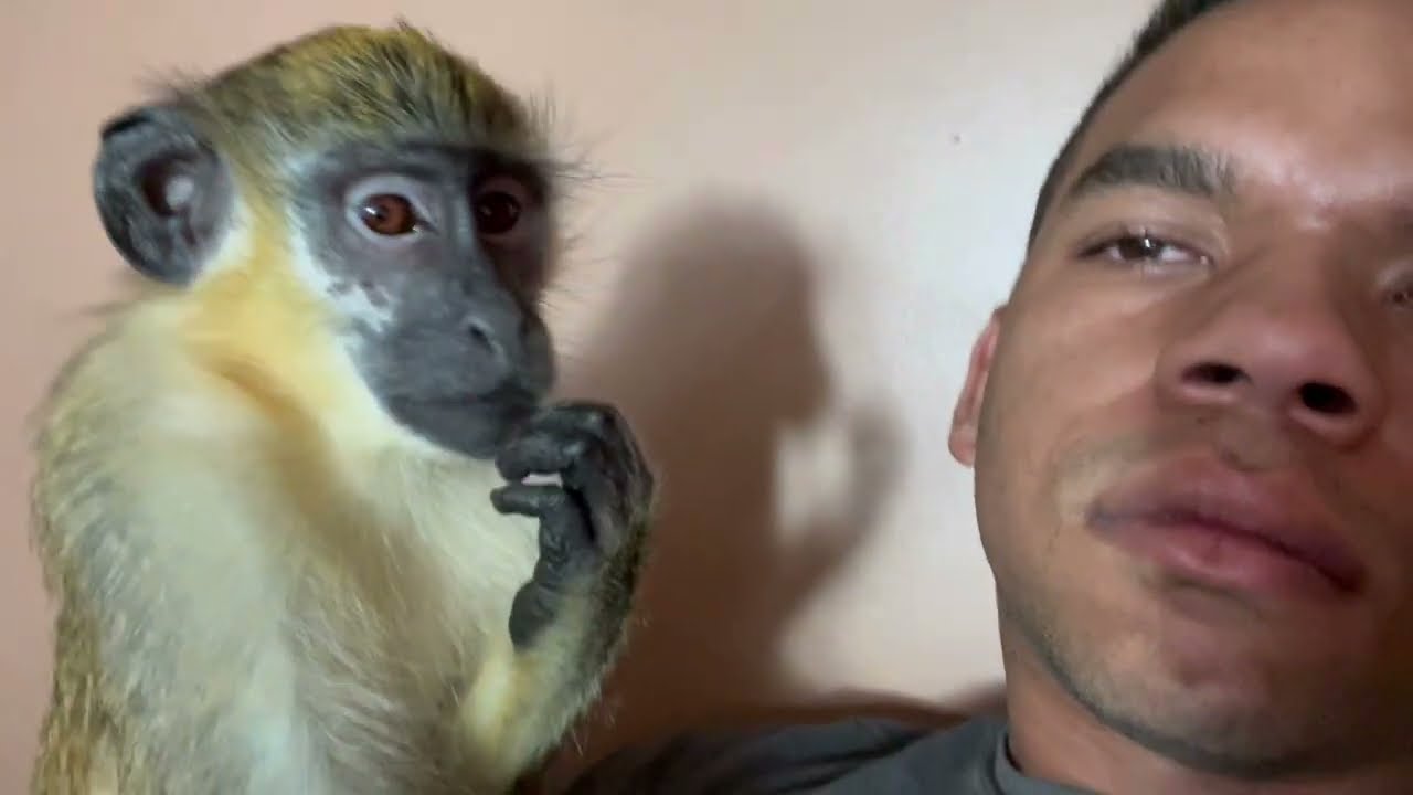 ASMR Monkey Morning Grooming