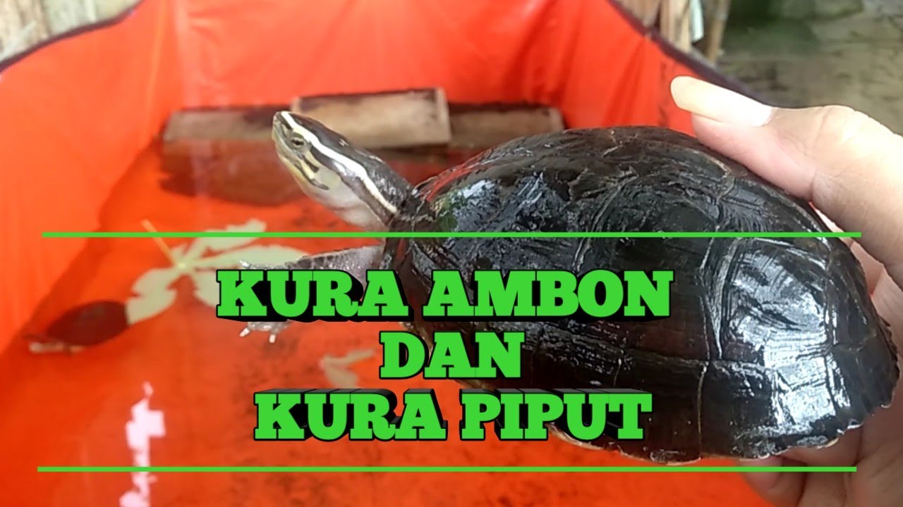 MENGENAL KURA AMBON DAN KURA PIPUT..