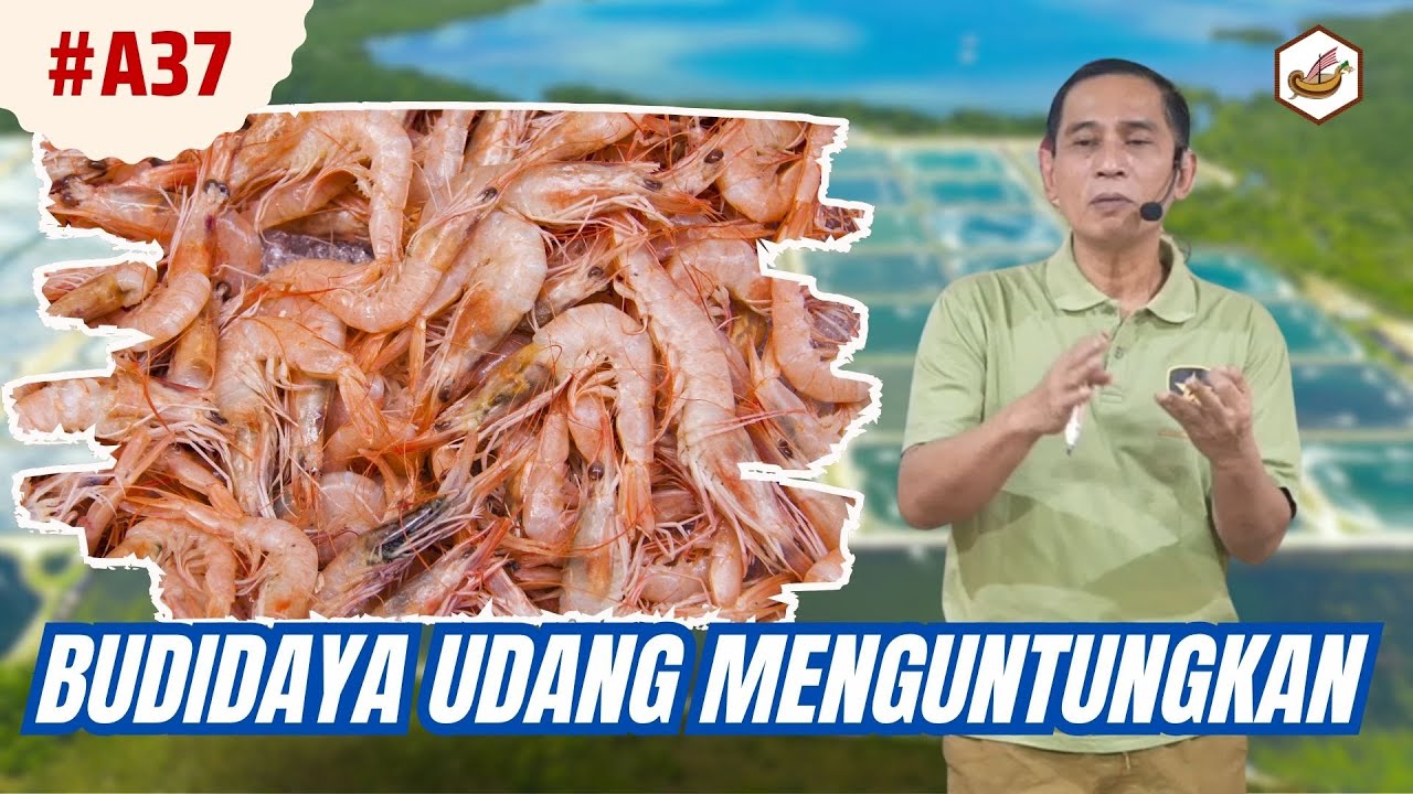 Budidaya Udang Dengan Nilai Jual Yang Tinggi