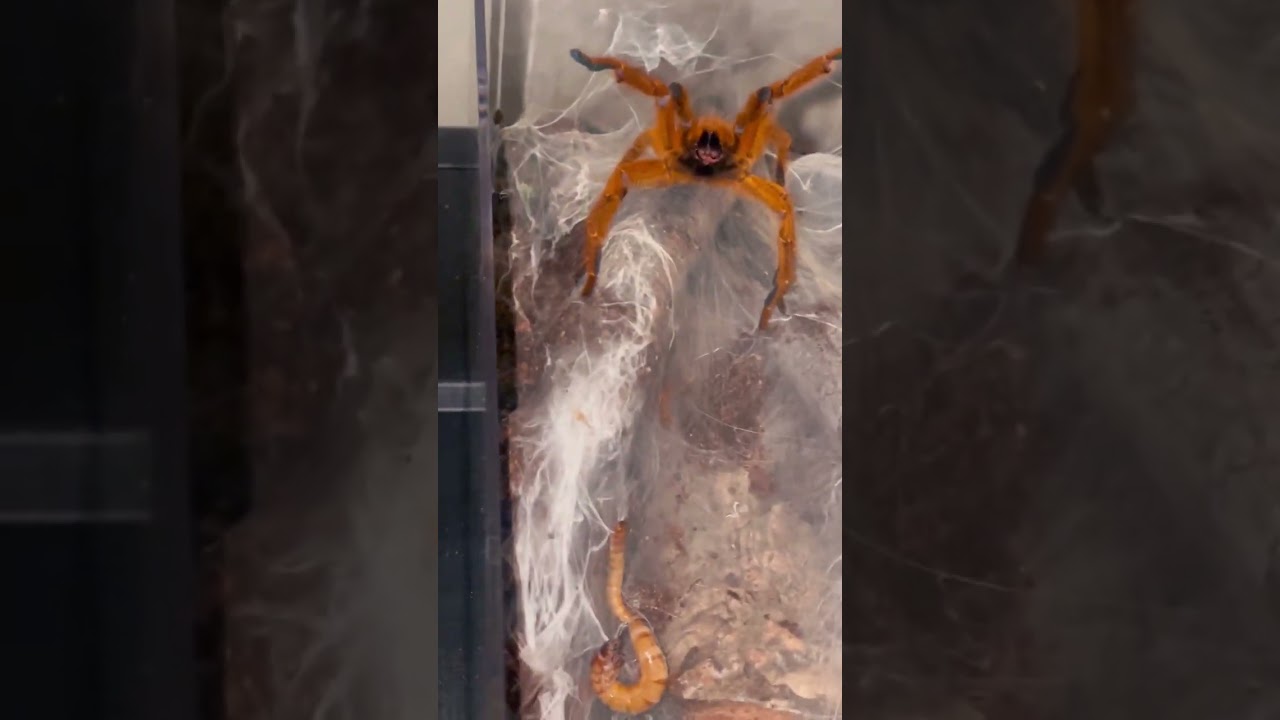 Angry OBT - Pterinochilus murinus