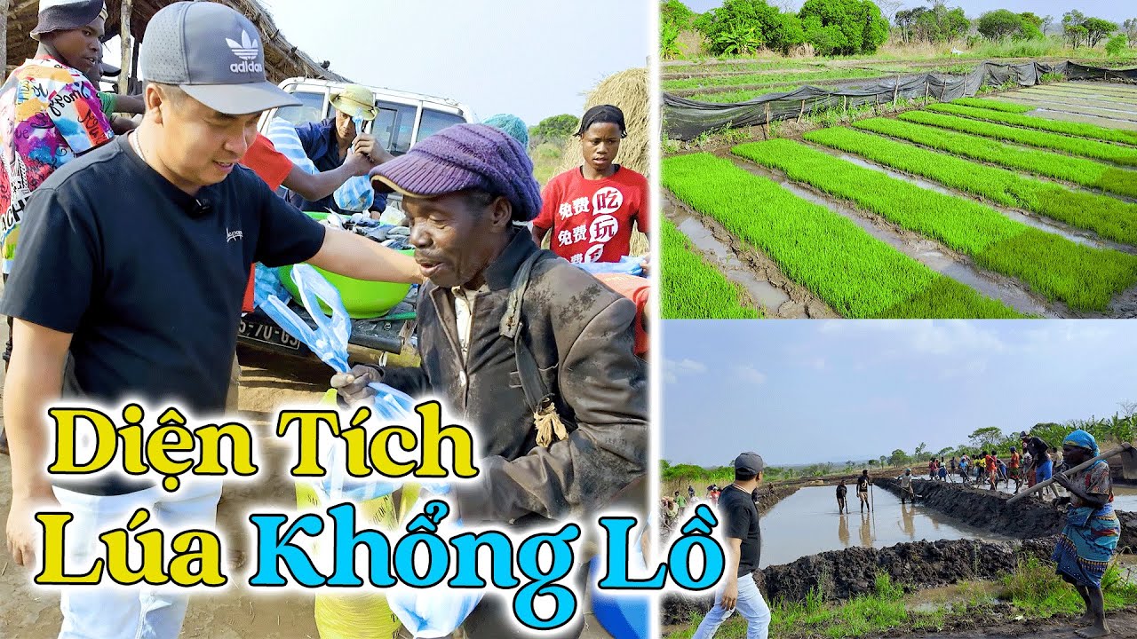 Đông Paulo || Người Dân Thi Nhau Đi Mở Ruộng Lúa! Đã Có Diện Tích Khổng Lồ! Liệu Có Cấy Kịp!