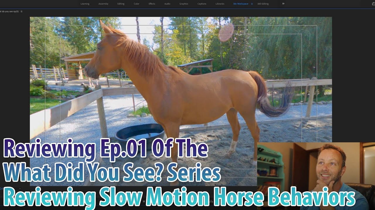 Review Of Ep.01 Of What Do You See? Video Series To Understand Horse Behaviors With Slow Motion