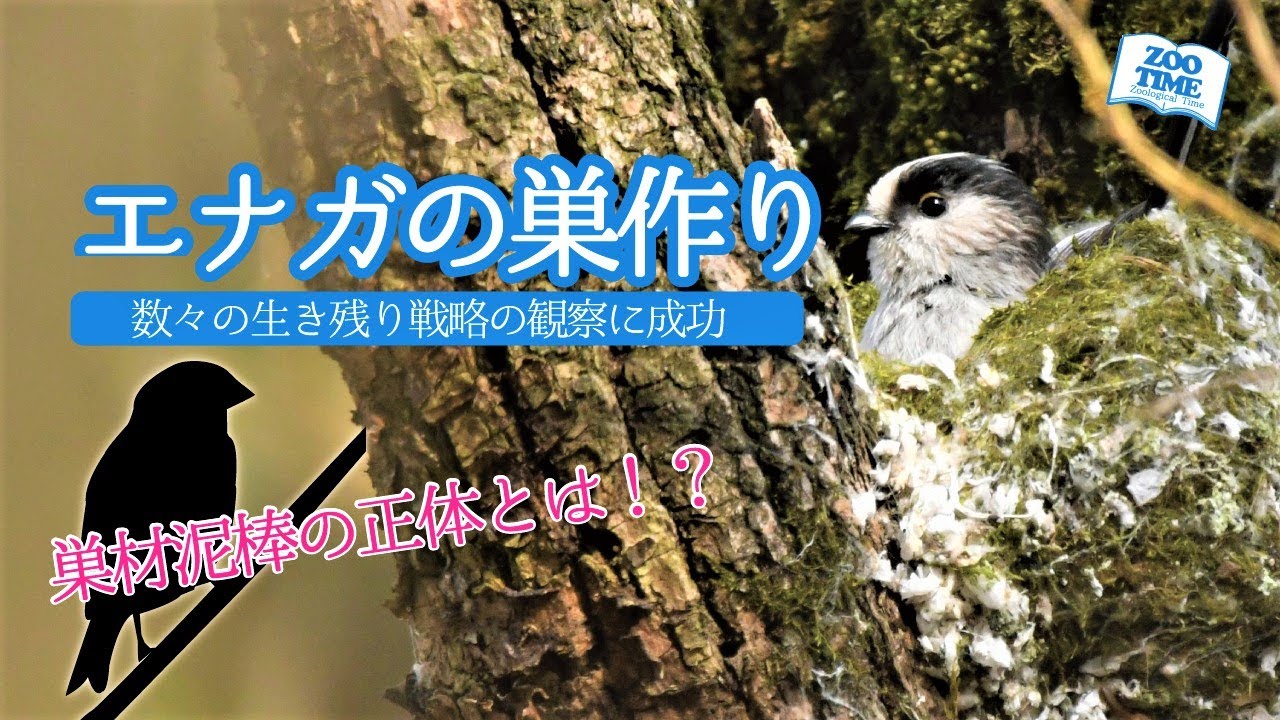 【㉕エナガの巣作り】驚愕の生態の数々に感動 巣材泥棒はまさかあの野鳥だった！ @ZOO TIME