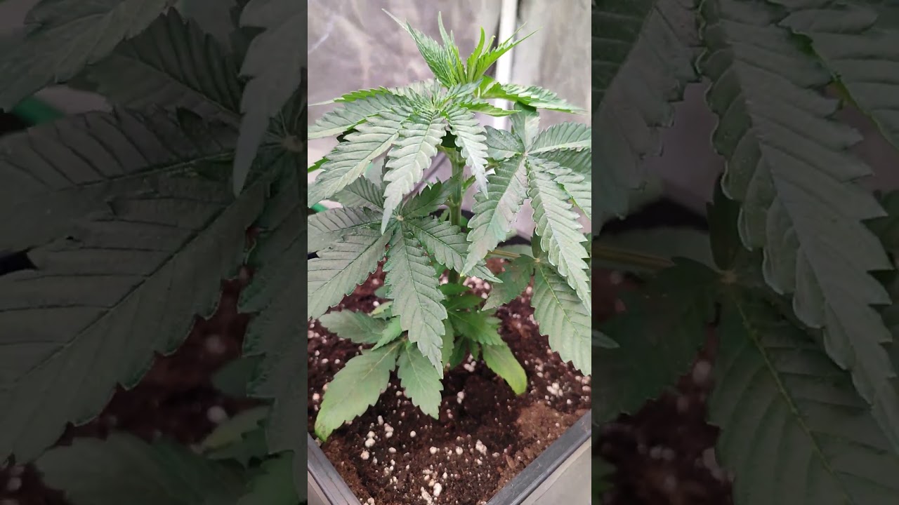 Cannabis Grow 