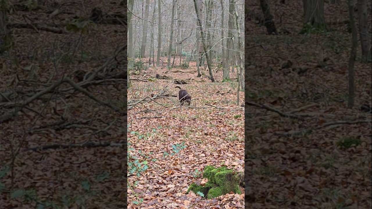 Labrador Caruso im Rasteder Schlosspark 