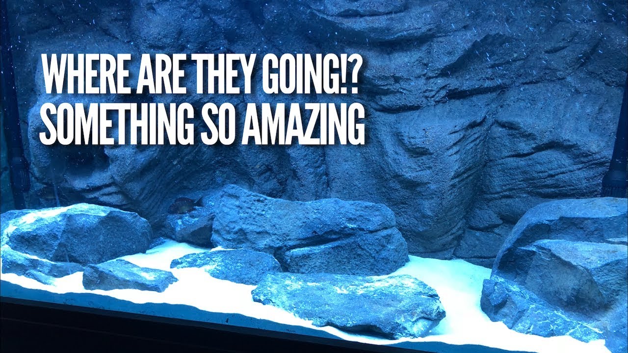 UPDATE ON ALL OF MY FISH TANKS - AMAZING THING HAPPENED | Jay Wilson
