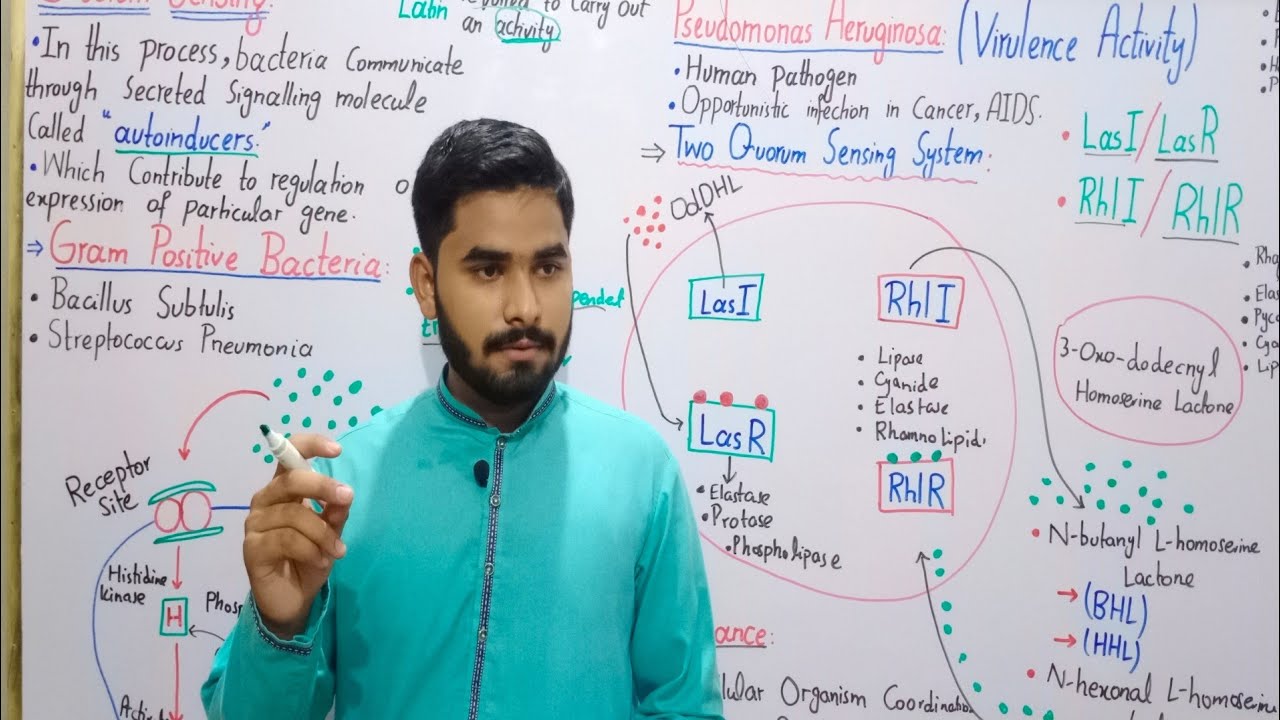 Quorum Sensing In Urdu Hindi | Virulence Activity Of Pseudomonas Aeruginosa In details | Lec# No 02